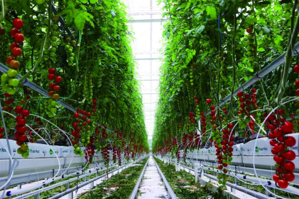 全链赋能 科技驱动 首农食品集团全力拎稳首都“菜篮子”(图1)