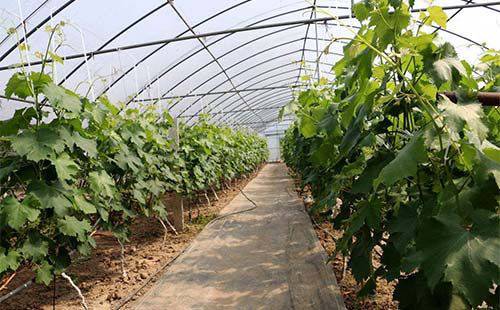 链博会上的“舌尖革命”：科技重构田间到餐桌价值链(图1)