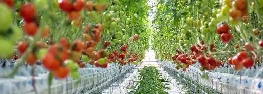 河西走廊节水农业显成效-新华网(图1)