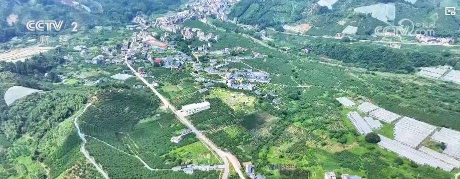 金果繁花绘丰景 特色农业产销两旺拓宽致富路(图1)