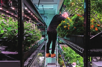 生态农业概念股逆势上涨远大控股与华英农业领涨背后真相揭晓！