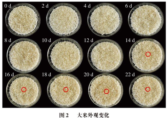 《食品科学》：广西科技大学陈通副教授等：基于多源信息融合的大米霉变阶段品质的快速判别(图1)