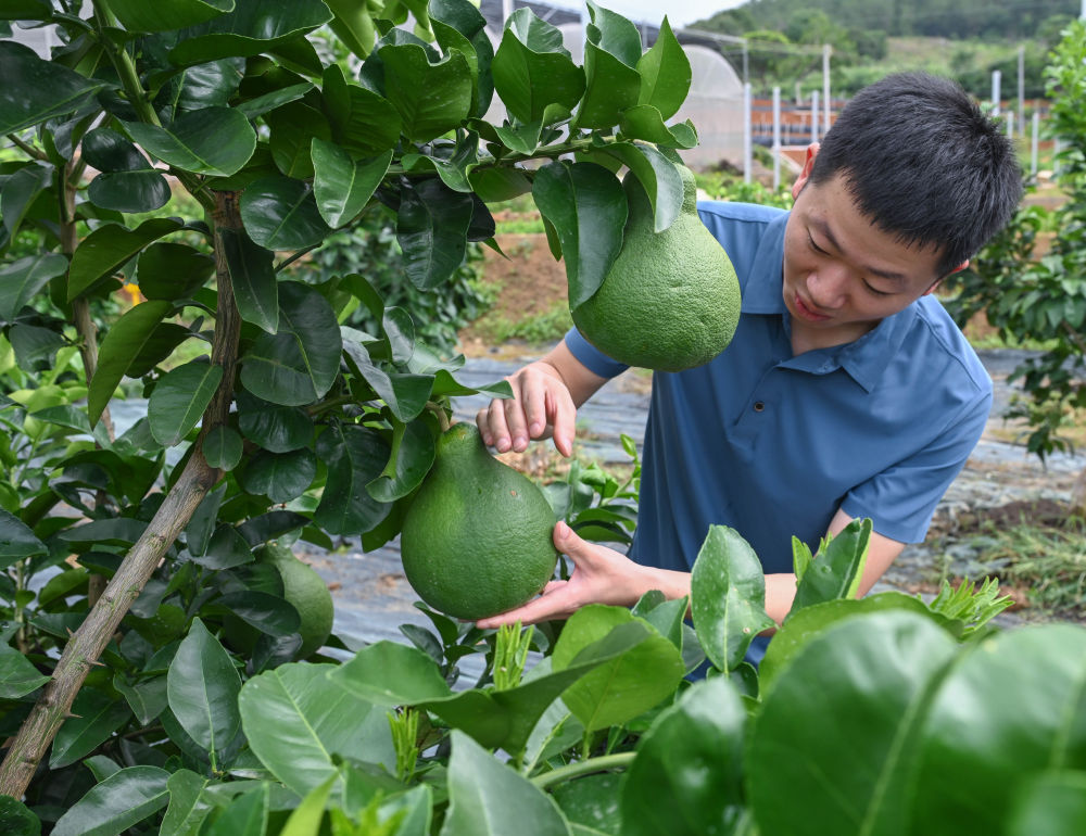 习近平总书记引领中国从脱贫攻坚迈向乡村全面振兴(图7)