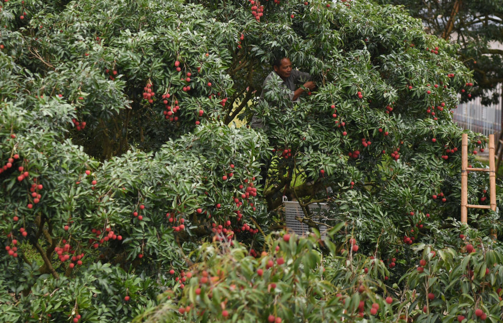 习近平总书记引领中国从脱贫攻坚迈向乡村全面振兴(图10)