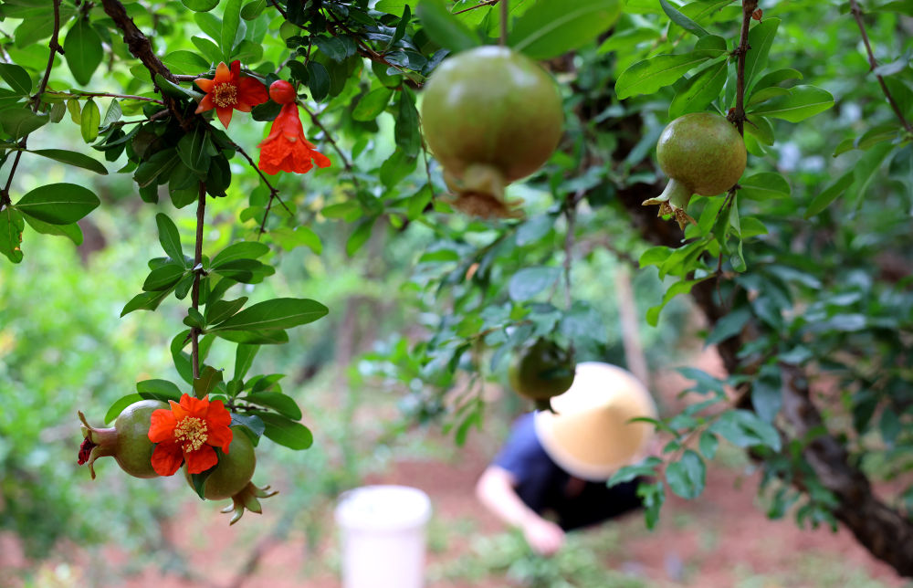 习近平总书记引领中国从脱贫攻坚迈向乡村全面振兴(图11)