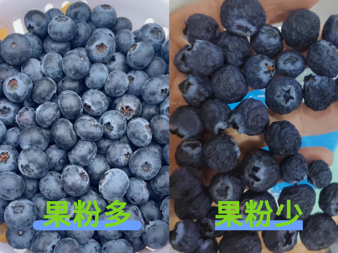 蓝莓越大营养就越少？很多人都选错了(图6)