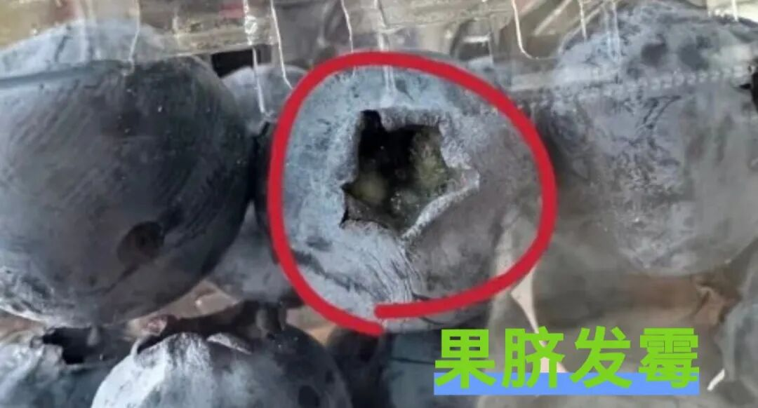 蓝莓越大营养就越少？很多人都选错了(图7)