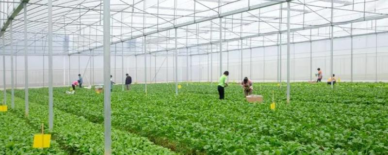 2025-2030年中国互联网+农业行业发展趋势与投资前景全解读｜中研普华报告深度解读(图1)