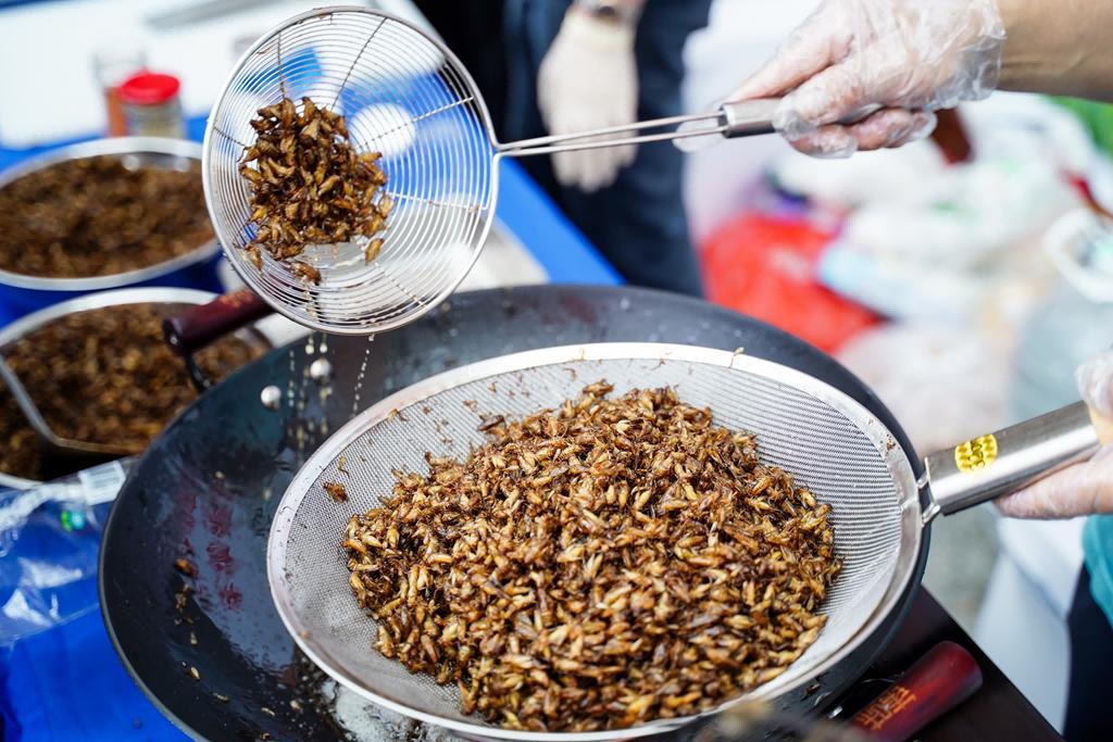 昆虫蛋白美食亮相！第三届饲用、食用昆虫国际研讨会华农举行