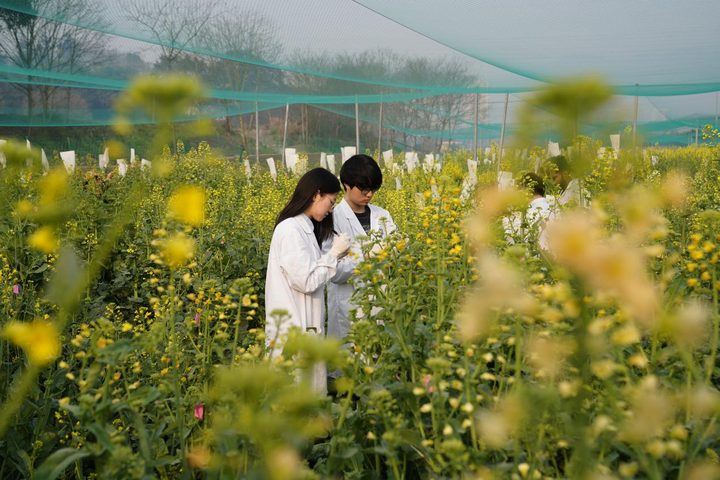 袁隆平的母校扎根西部培育“大先生”——西南大学兴教兴农文脉的传承与发展(图5)