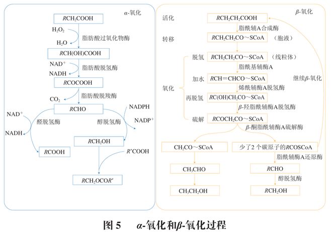 《食品科学》：哈尔滨商业大学张娜教授、王冰高级工程师等：谷物加工中风味解析技术及其释放机理的研究进展(图7)