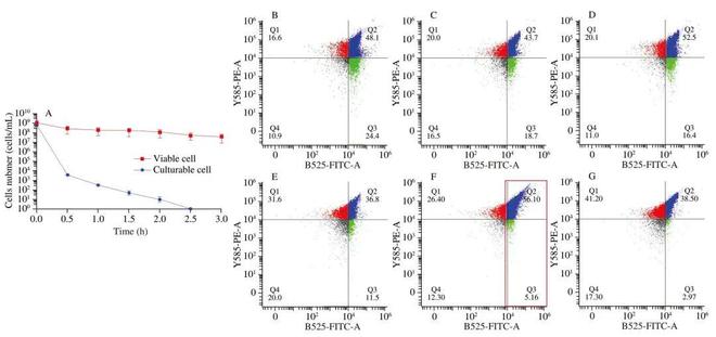 FSHW 次氯酸钠诱导的可存活但不可培养（VBNC）状态肠炎沙门菌应激反应的转录组与蛋白质组综合研究(图1)