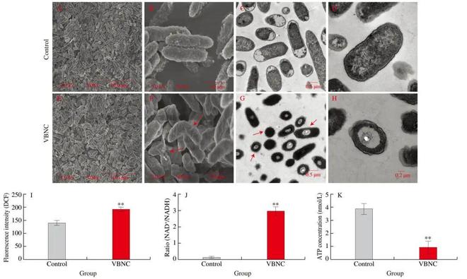 FSHW 次氯酸钠诱导的可存活但不可培养（VBNC）状态肠炎沙门菌应激反应的转录组与蛋白质组综合研究(图2)