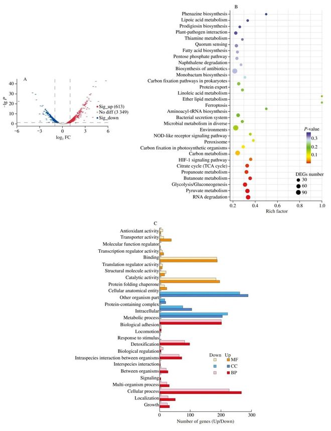 FSHW 次氯酸钠诱导的可存活但不可培养（VBNC）状态肠炎沙门菌应激反应的转录组与蛋白质组综合研究(图4)