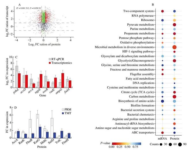 FSHW 次氯酸钠诱导的可存活但不可培养（VBNC）状态肠炎沙门菌应激反应的转录组与蛋白质组综合研究(图5)