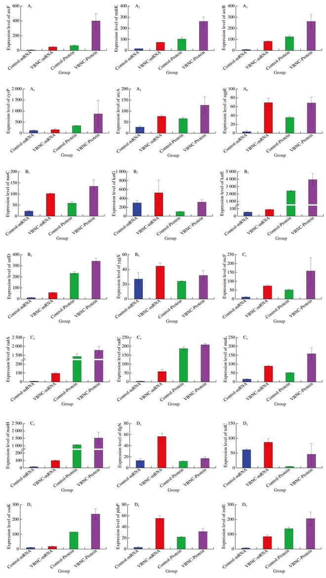 FSHW 次氯酸钠诱导的可存活但不可培养（VBNC）状态肠炎沙门菌应激反应的转录组与蛋白质组综合研究(图6)