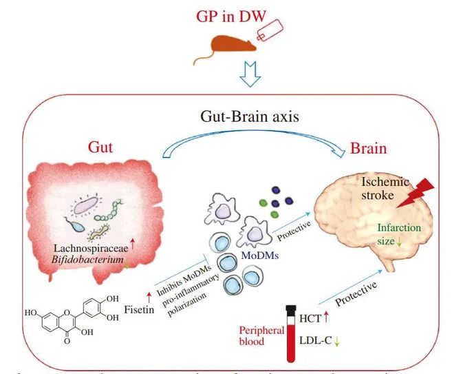 FSHW 长期葡萄粉饲料通过改变肠道微生物群和代谢组减轻小鼠实验性缺血性卒中(图6)