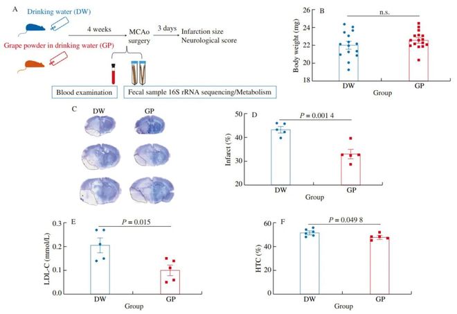 FSHW 长期葡萄粉饲料通过改变肠道微生物群和代谢组减轻小鼠实验性缺血性卒中(图1)