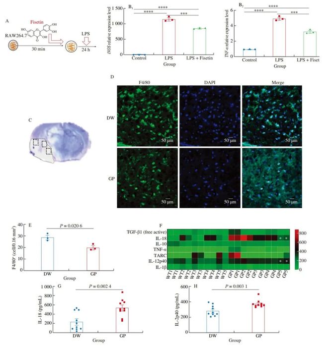 FSHW 长期葡萄粉饲料通过改变肠道微生物群和代谢组减轻小鼠实验性缺血性卒中(图5)