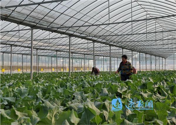 AI技术如何重塑农业：应对粮食危机与可持续发展新路径