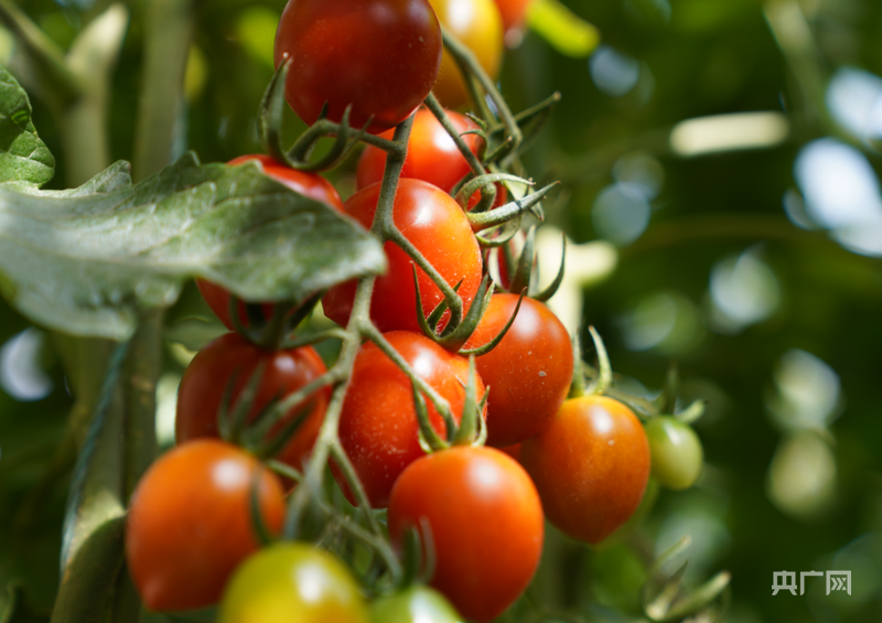 高质量发展看中国｜智慧农业结出“致富果”(图4)