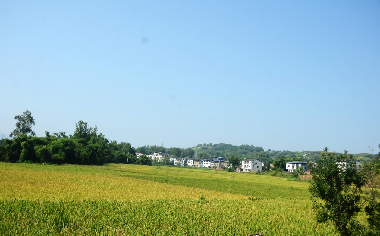 邻水县丰禾镇机械化收割助力农业增产增效(图3)