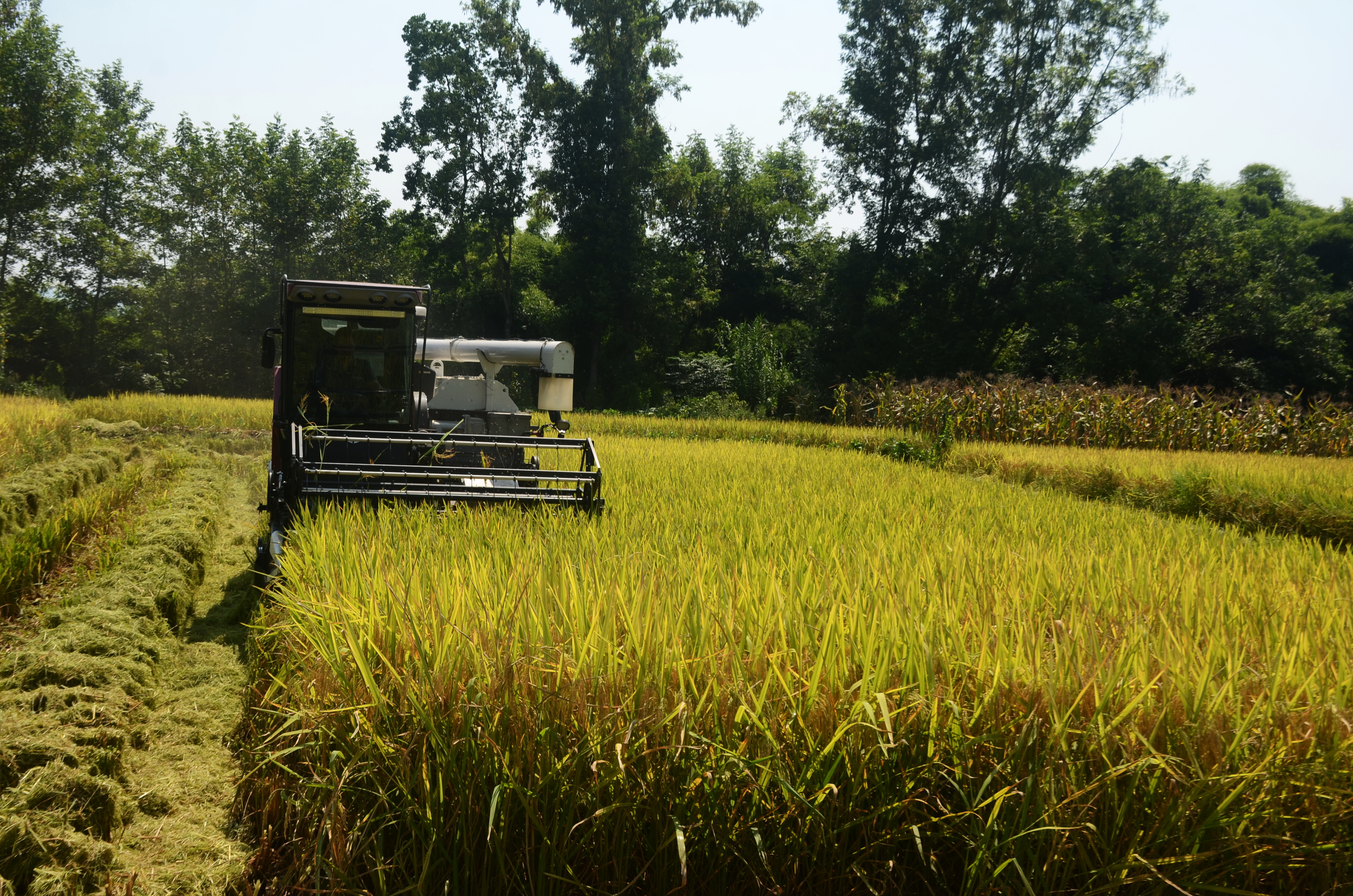 邻水县丰禾镇机械化收割助力农业增产增效(图4)