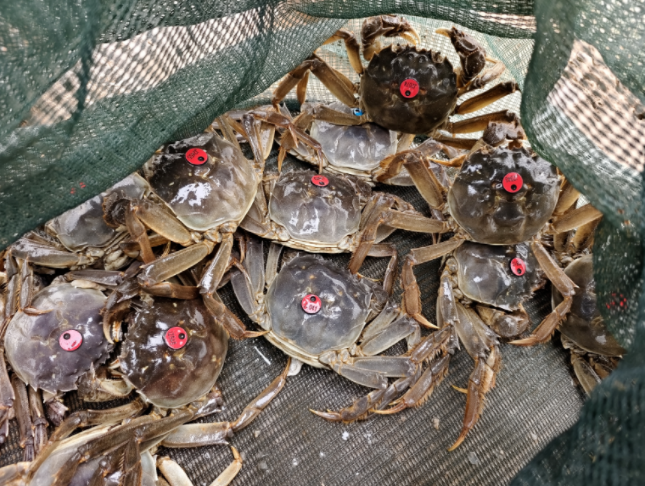 崇明沃土二十年：绿水青山生“金”记