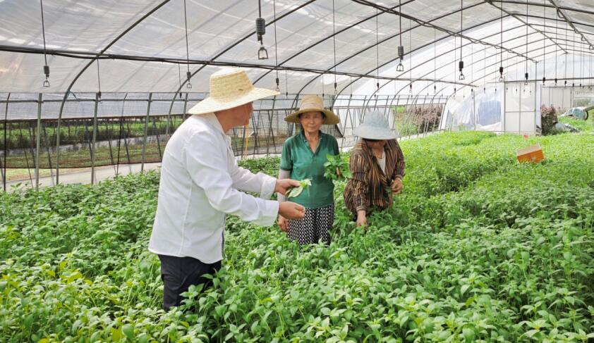 安徽庐江： 一位新农人的绿色田园梦(图3)