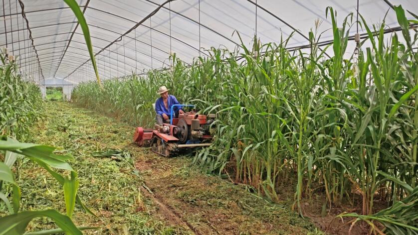 安徽庐江： 一位新农人的绿色田园梦(图2)