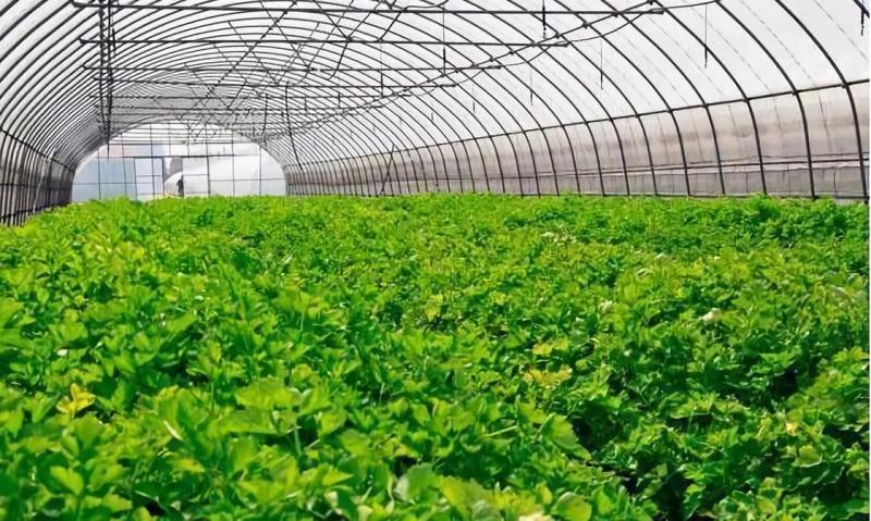 800经销商共赴盛会华丰引领种衣剂产业迈入发展新阶段！