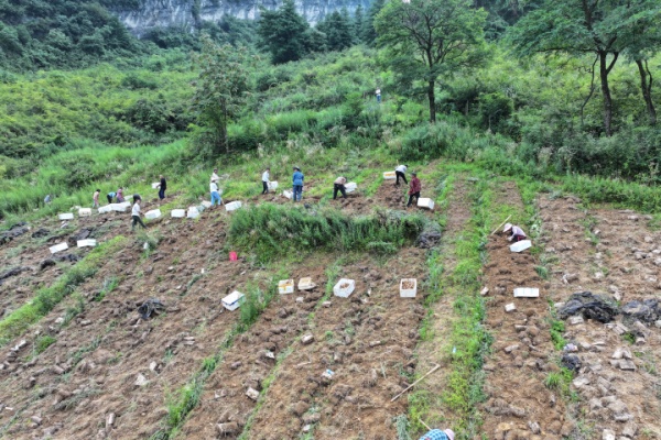 丰都武平镇：天麻结出 “金疙瘩” 激活乡村振兴新动能