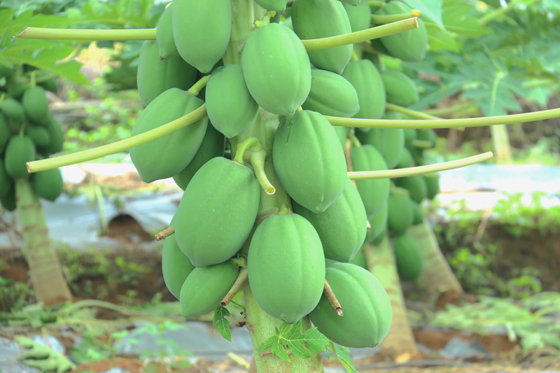 柳江区探索“1+N”套种模式 木瓜树下藏着“致富密码”(图2)