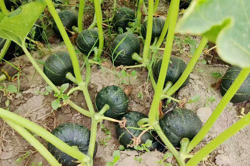 柳江区探索“1+N”套种模式 木瓜树下藏着“致富密码”(图3)