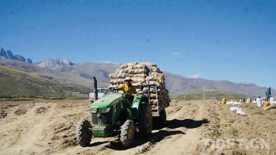 四川甘孜县：探索高原农业现代化新路径(图6)