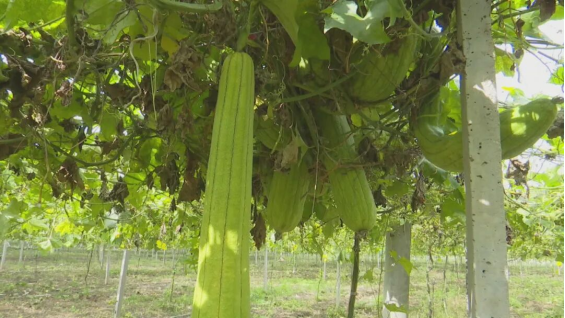 埇桥区：小丝瓜编织乡村振兴梦