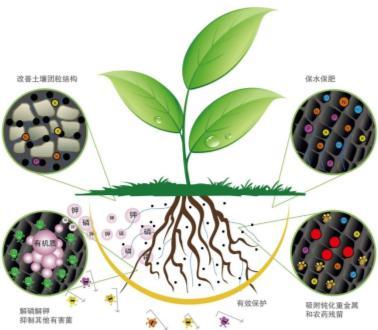 亚果微生物菌剂：小微生物大能量推动农业可持续发展(图2)