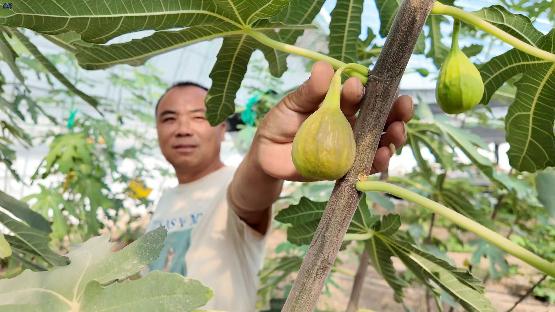 大同市云冈区：果蔬采摘游受热捧 生态农业解锁乡村振兴密码(图2)