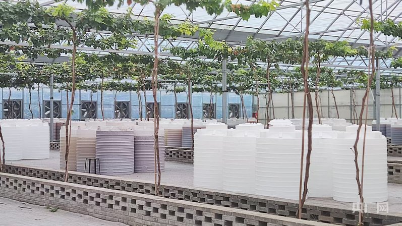 陕西礼泉依托农文旅融合发展 打造“周末休闲”好去处(图2)