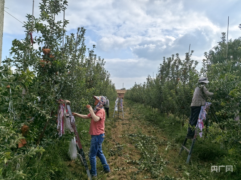 陕西礼泉依托农文旅融合发展 打造“周末休闲”好去处(图5)