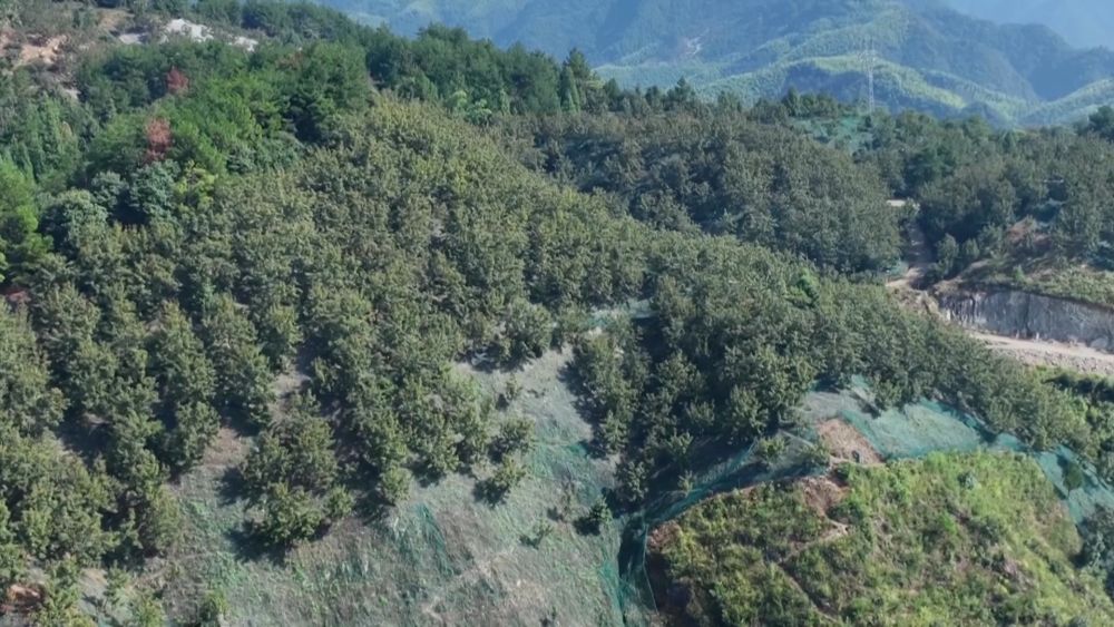 新华视点｜金秋九月话丰收 特色农业绘就乡村振兴新图景(图3)