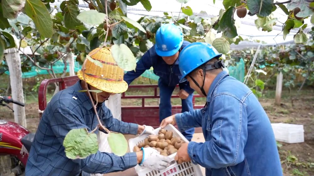 新华视点｜金秋九月话丰收 特色农业绘就乡村振兴新图景