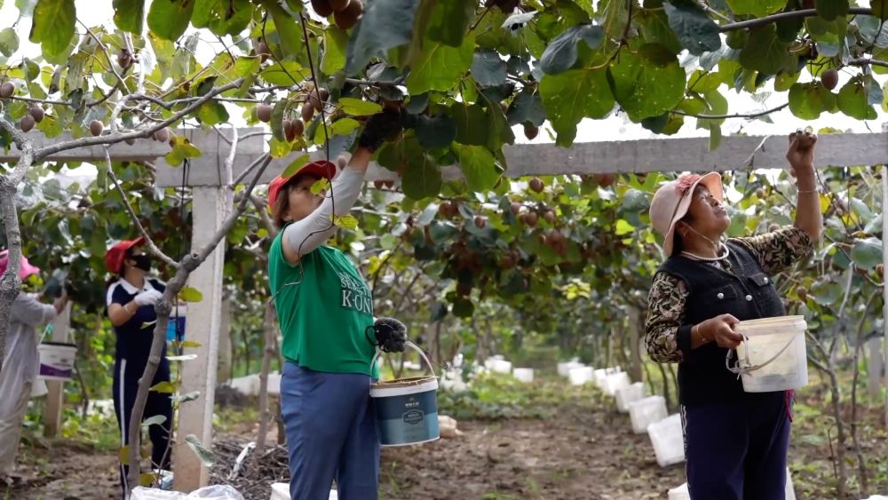 新华视点｜金秋九月话丰收 特色农业绘就乡村振兴新图景(图4)