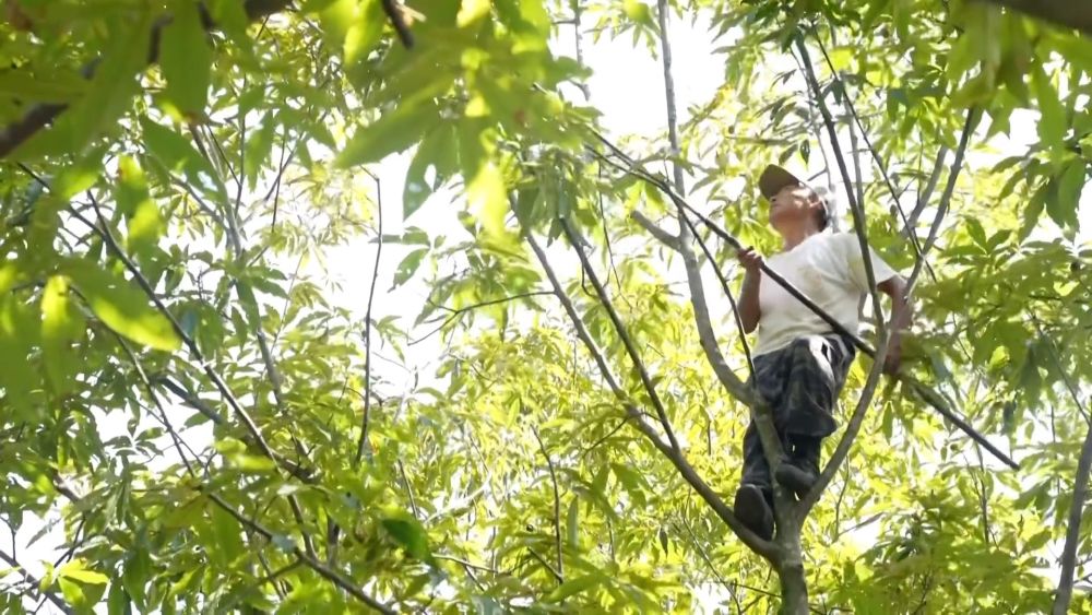 新华视点｜金秋九月话丰收 特色农业绘就乡村振兴新图景(图2)