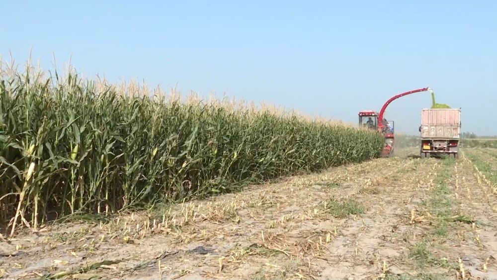 新华视点｜金秋九月话丰收 特色农业绘就乡村振兴新图景(图8)