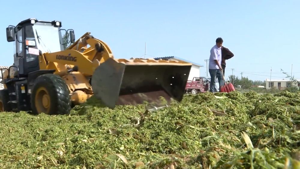 新华视点｜金秋九月话丰收 特色农业绘就乡村振兴新图景(图9)