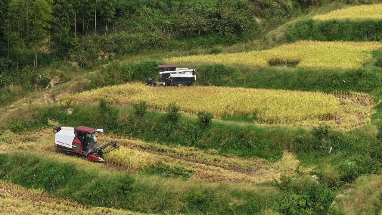 湖南绥宁：秋收“科技速度”加持 农业机械化守护粮食丰收