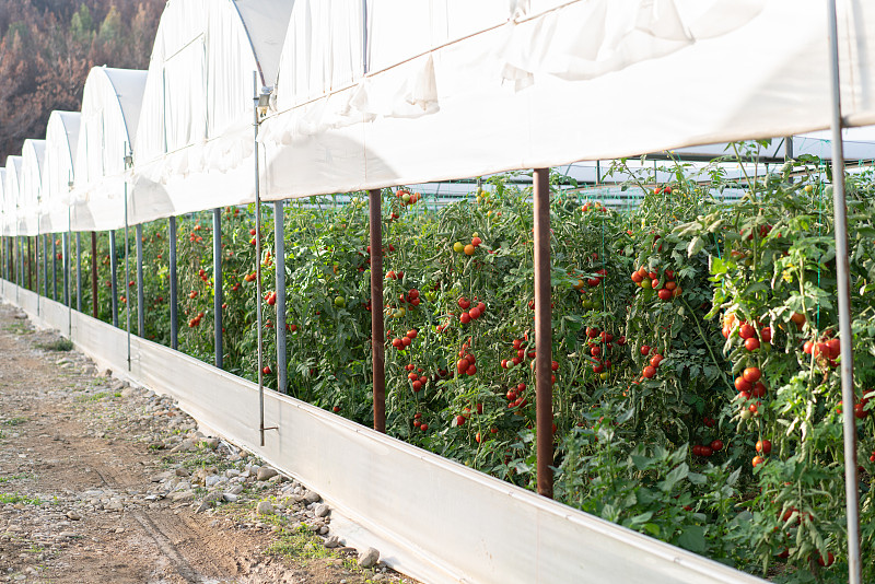 江门：发展高效生态生猪养殖业助力农业绿色可持续发展