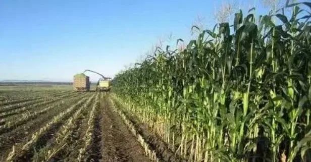 “无人农场”“云端种地” 山东用科技力量挑起农业大梁