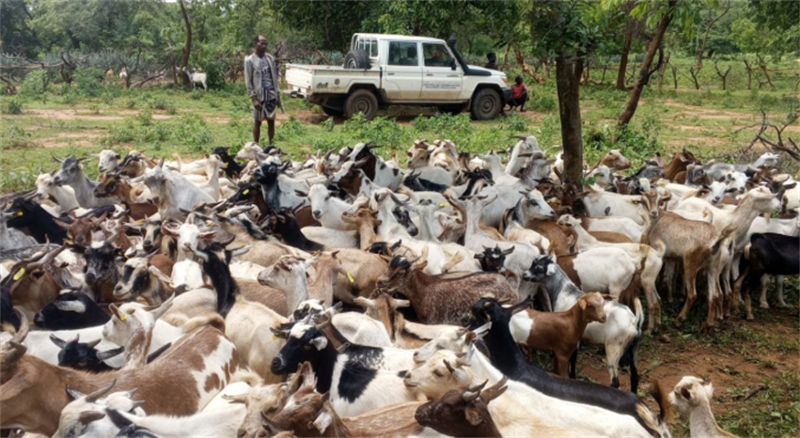 “推动可持续发展和南南合作的生动实践”(图2)